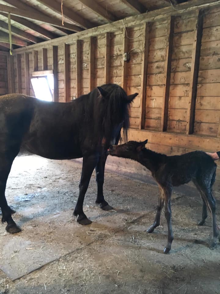 Breeding Success - Rare Newfoundland Pony Foal Marks Conservation Milestone